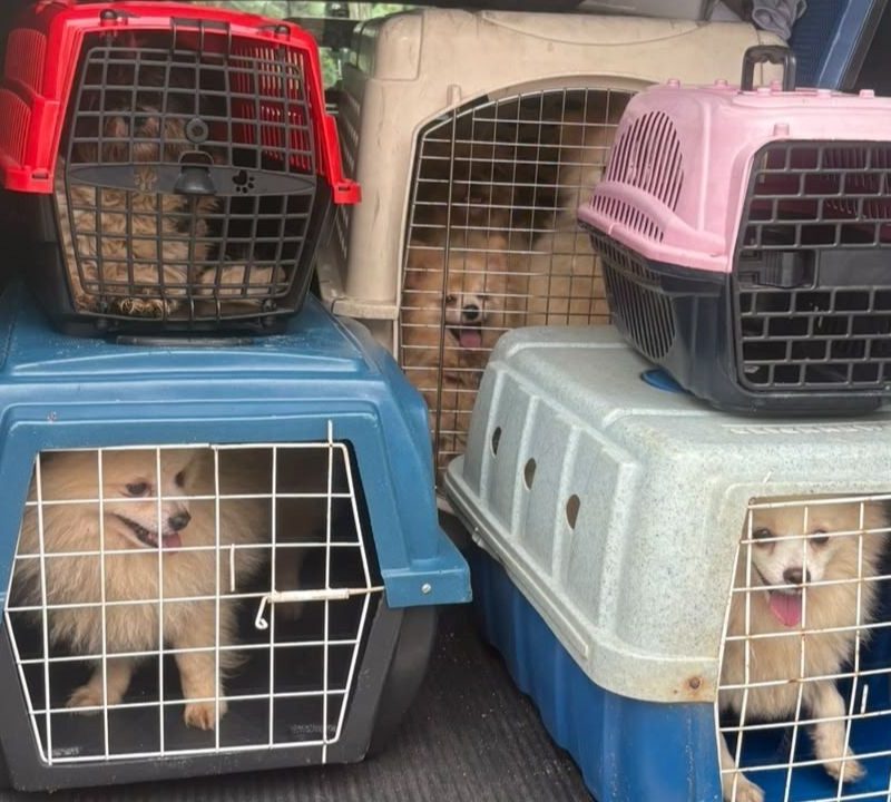 Homem indiciado por maus-tratos a animais após resgate em Santo André