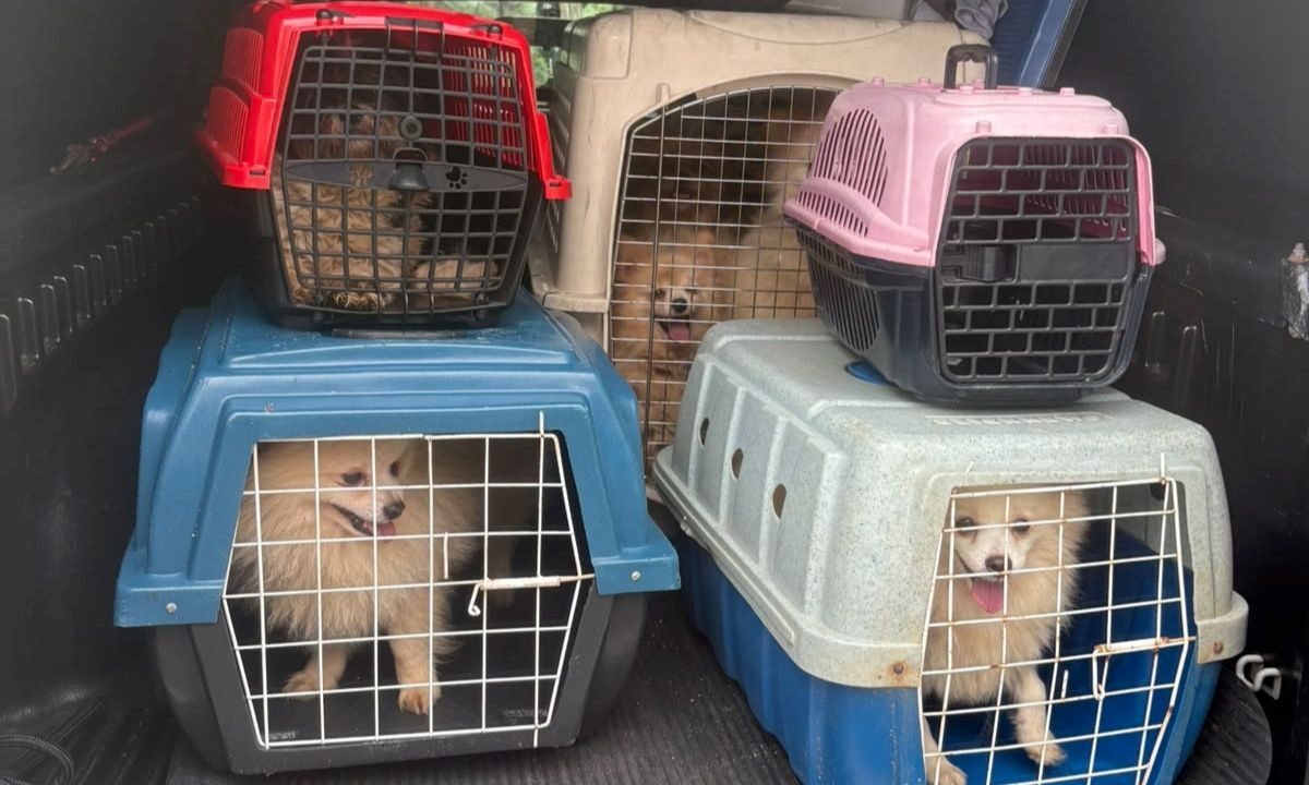 Homem indiciado por maus-tratos a animais após resgate em Santo André