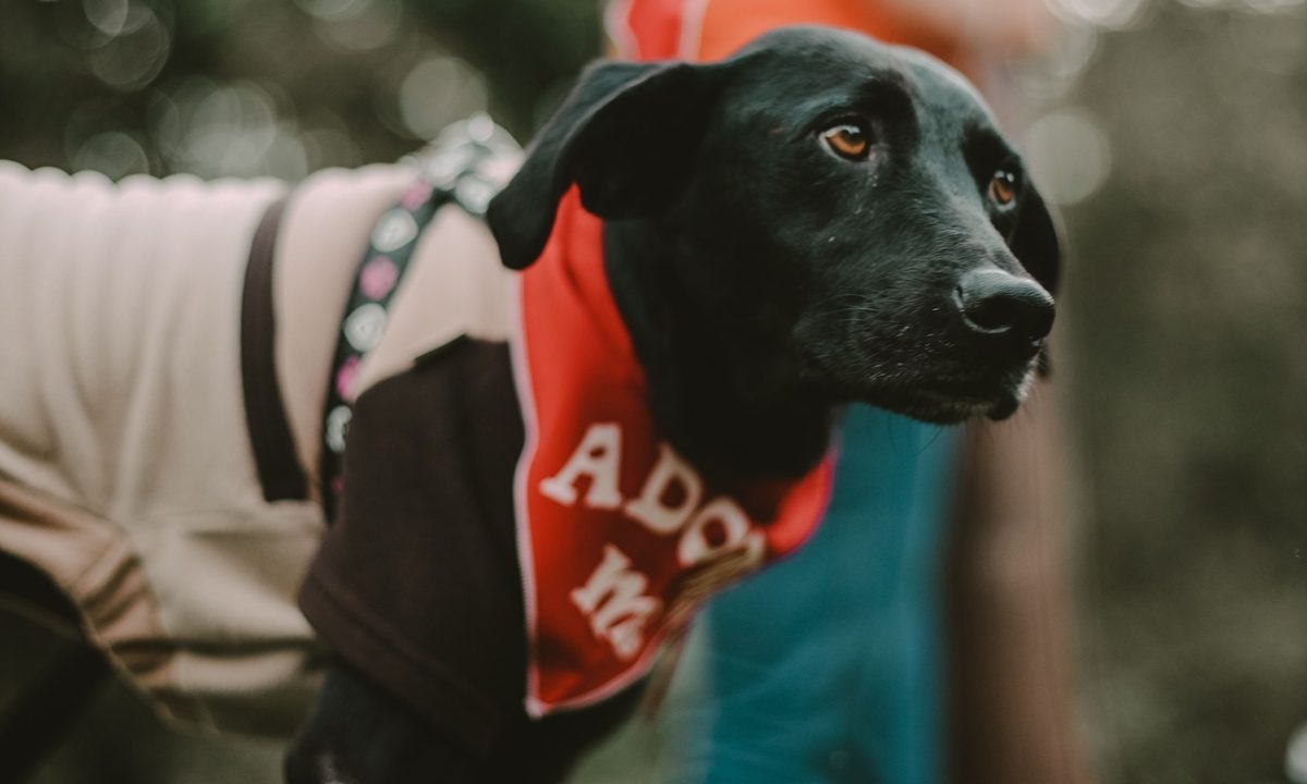 Shopping em São Bernardo recebe feira de adoção de cães e gatos neste domingo (25)